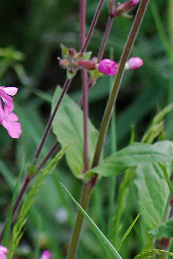 Silene dioica